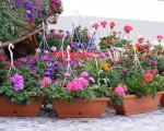 Tips and ideas for small home gardening design planning