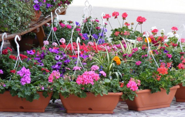 Tips and ideas for small home gardening design planning