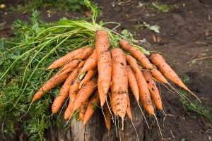 carrots