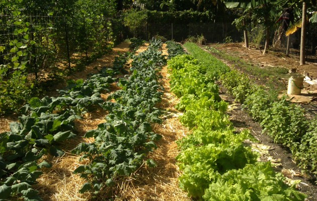 Tips for Growing Organic Radishes Cultivation Practices and Varieties