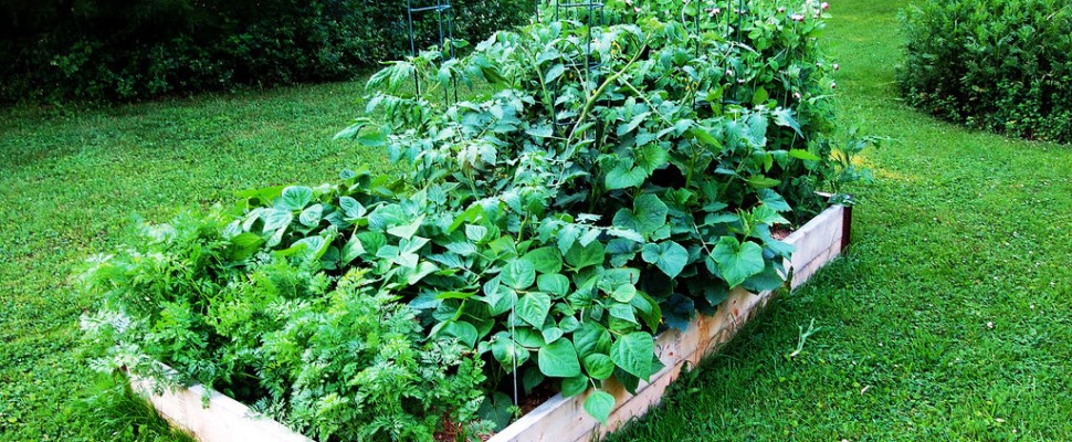 Home Gardening Plane