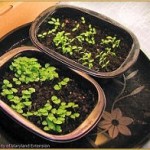 herbal makeup