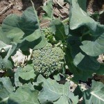 home garden broccoli plant
