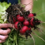 radish cultivation