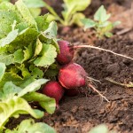 radish after cultivation