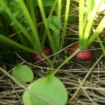 radish plant