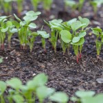 radish after planting