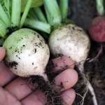 white radish