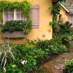 window surrounded by plants