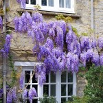 flowers and window