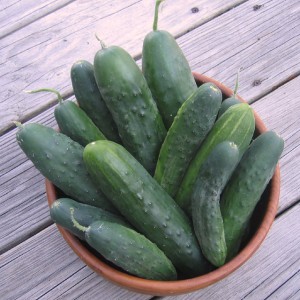 how to grow cucumbers in pots