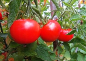 how to grow tomatoes at home garden