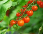 How to Grow Tomatoes at Home Garden