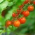How to Grow Tomatoes at Home Garden