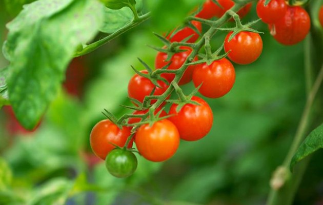 How to Grow Tomatoes at Home Garden